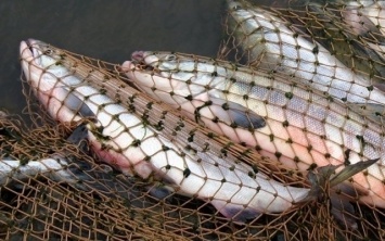 На Днепропетровщине рыбоохрана задержала браконьеров