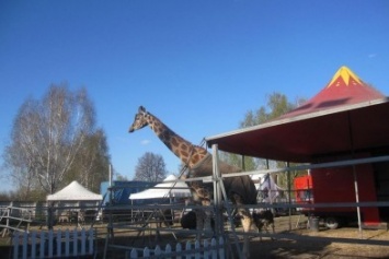 В Конотопе дрессировщик цирка упал с 6-ти метрового жирафа