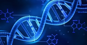 Ученые: Развод приводит к повреждению ДНК