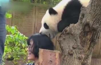 В Китае панда укусила женщину за голову