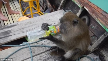В Таиланде макака украла у туриста... водку