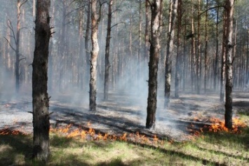Брошенный окурок стал причиной пожара в Матвеевском лесу (ФОТО)