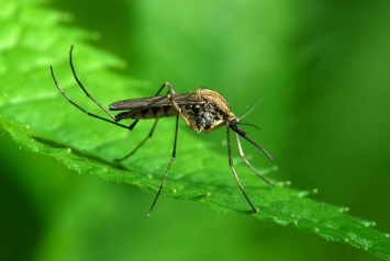 Комары могут не пить кровь - Ученые