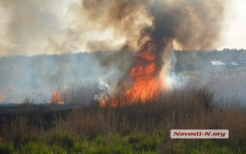 Под Николаевом пылает масштабный пожар - браконьеры подожгли камыш на Ингуле. ВИДЕО