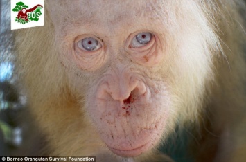 Невероятно редкий орангутанг-альбинос с белыми волосами и голубыми глазами спасен из плена местных жителей на Борнео