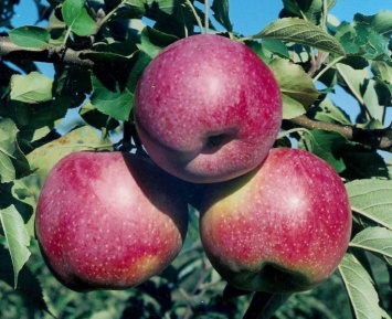 Яблоки уменьшают риск развития сердечных недугов