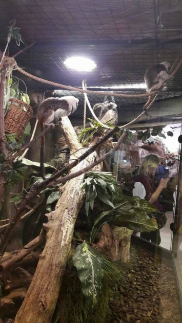 В столичном мини-зоопарке у карликовых обезьянок родилась двойня (Фото)