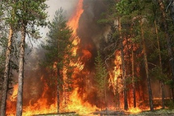 В лесах Сумщины ожидается чрезвычайная пожарная опасность наивысшего 5 класса