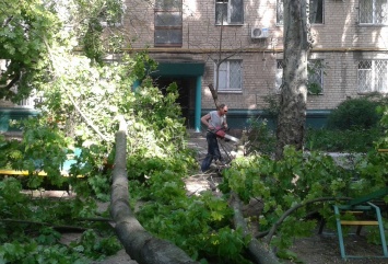 В Запорожской области дерево рухнуло на коляску с младенцем