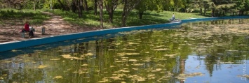 Пруды в парке Победы зацвели и превращаются в болото