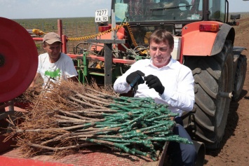 Юрий Гоцанюк принял участие в посадке 550-го гектара винограда в Сакском районе