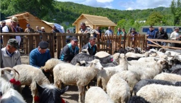 В выходные на Закарпатье - проводы овцеводов на полонину и дегустация вина