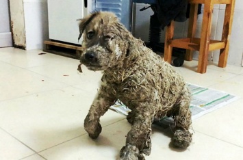 Ветеринары спасли замученного детьми в Турции щенка