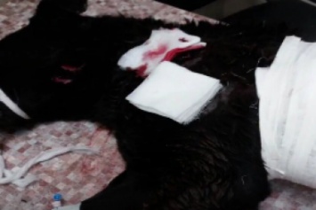 Битами и топором четверо криворожан избили бездомную собаку, искусавшую 2-летнюю девочку (ВИДЕО)