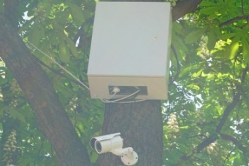 Э - экономия: в Одессе видеокамеры прикрутили прямо к деревьям (ФОТОФАКТ)