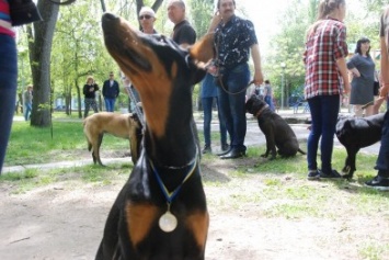 В Бердянске состоялась традиционная выставка породистых собак