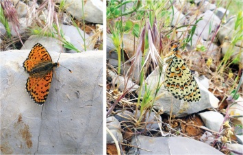В Израиле спустя 109 лет открыли новый вид бабочек
