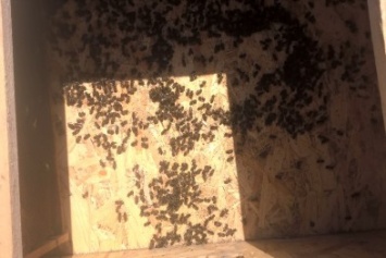 На Николаевщине из-за обработки полей массово гибнут пчелы (ФОТО)
