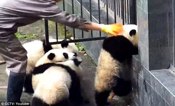 Это не побег из Шоушенка, но не менее захватывающе: малыши панды пытаются сбежать из вольера