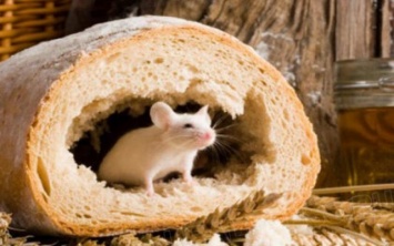 Житель Днепропетровщины обнаружил в хлебе мышь