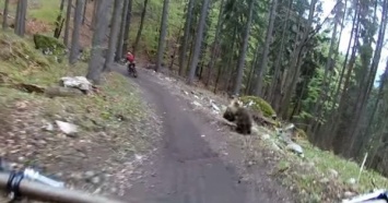 В Словакии велосипедист снял видео, как медведь гонится за его другом