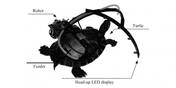 Корейцы создали автономных черепах-биороботов