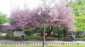 Немыслимое чудо: в Одессе цветет багряное Иудино дерево