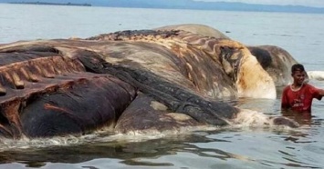 В Индонезии на берег выбросило неизвестное огромное морское существо