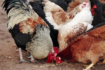 Ветеринары из Елабуги рассказали о порядке действий в случае птичьего гриппа