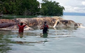 Раскрыта тайна гигантского морского чудовища в Индонезии