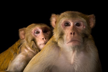 Социальные связи обеспечивают приматам долгую жизнь