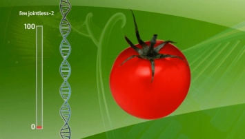 Ученые выяснили, почему крупные помидоры растут на ветке в одиночестве
