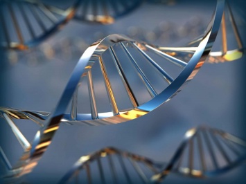 Обнаружены гены, связанные с формированием интеллекта