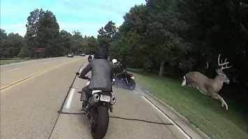 Олень устроил прыжки через мотоциклистов прямо на дороге