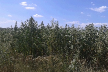 На Луганщине мужчина и женщина бальзаковского возраста выращивали дома наркотическое «зелье»
