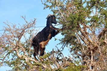 Домашние козы помогают деревьям распространять семена