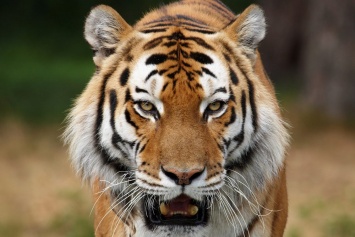 В Британии тигр разорвал сотрудницу зоопарка