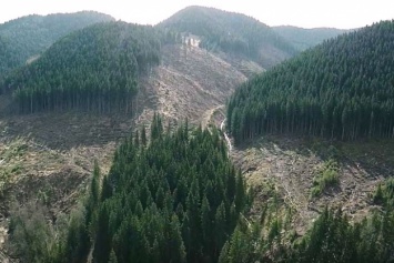 Международный фонд финансирует сторонников вырубки леса в Украине