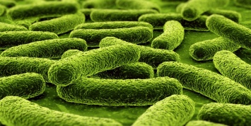 Ученые разработали новое средство борьбы с супербактериями