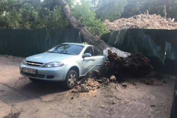 В центре Киева дерево раздавило забор и упало на автомобиль