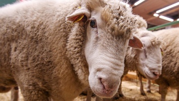 Британские ученые научились различать боль на мордах овец по фото