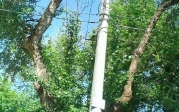 В Николаеве снесут пять аварийных деревьев: временно будет отключено электричество и остановлено движение трамваев