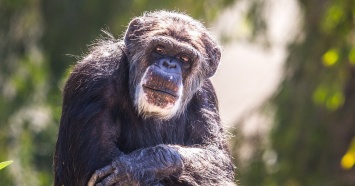 Шимпанзе научились использовать труд других особей