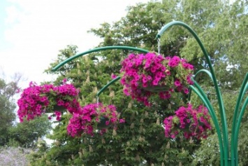 Клумба-тризуб, странный зонтик и засохшие тюльпаны: где в Запорожье высадили тысячи цветов и как это выглядит, - ФОТОРЕПОРТАЖ
