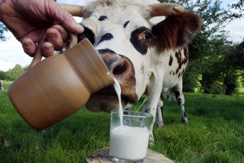 В правительстве обсуждают создание интервенционного фонда по сухому молоку