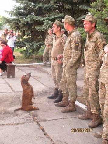 "Какое чудо пришло!" Волонтер показала необычного слушателя во время концерта на Донбассе