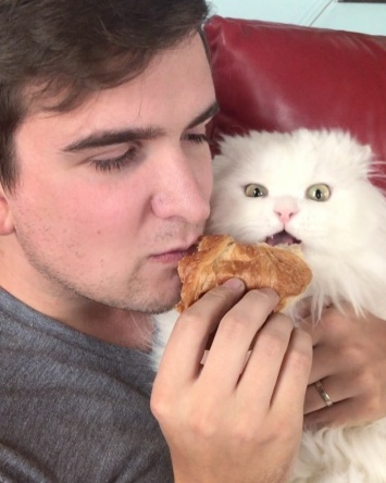 Поедающий круассан кот стал звездой интернета