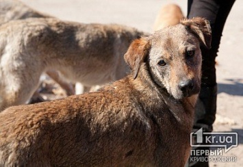 В Кривом Роге отловленных якобы для стерилизации собак, убивают, - криворожанка