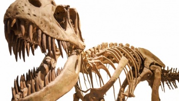 Ученые пересмотрели родословную страуса и принадлежность к динозаврам