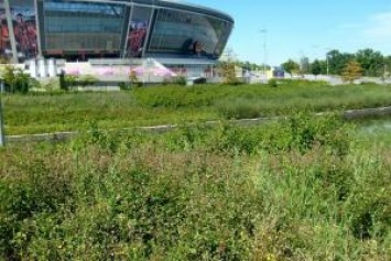 "Донбасс Арена" заросла сорняками: в сети показали свежие фото